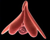 C'est quoi un clitoris ? Ou Clitoris mon bel inconnu !